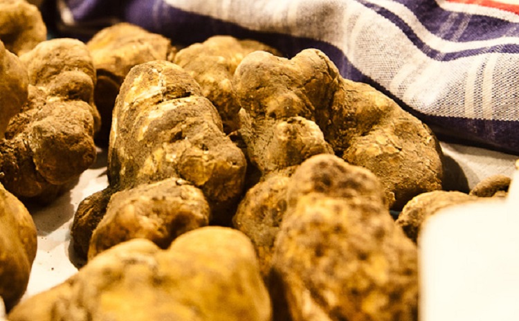 Fiera del Tartufo Bianco di Alba - Piemonte