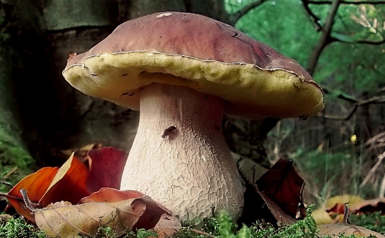 Porcini Mushroom Fair - Emilia Romagna Italy