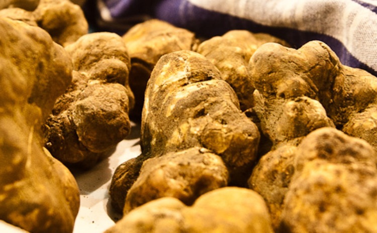 Tartufo bianco di Alba