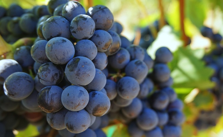 Grape Festival Gattinara - Piedmont - Italy