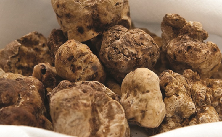 National White Truffle Fair - Marche