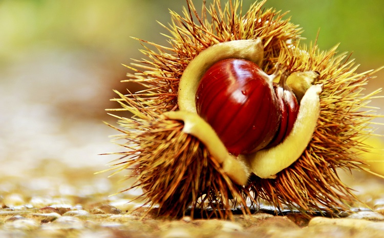 Chestnut Festival in Soriano - Lazio Italy