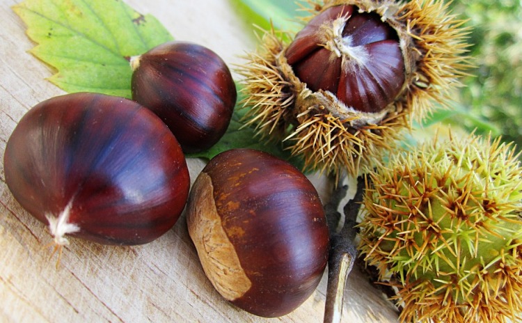 National Chestnut Fair - Cuneo Italy