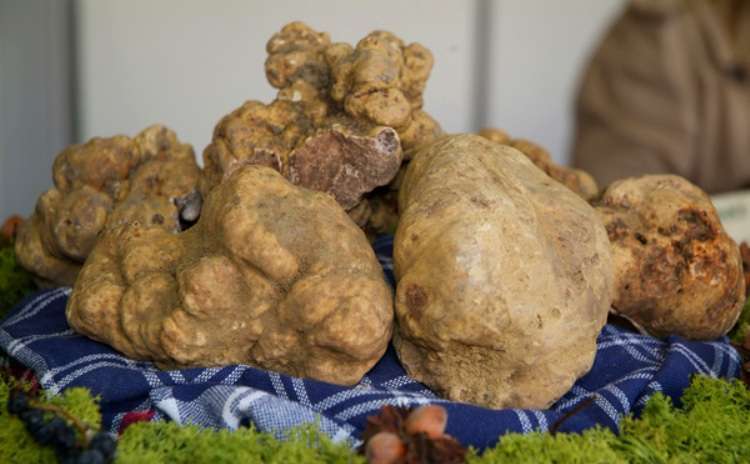 Fiera del Tartufo di Acqualagna - Marche