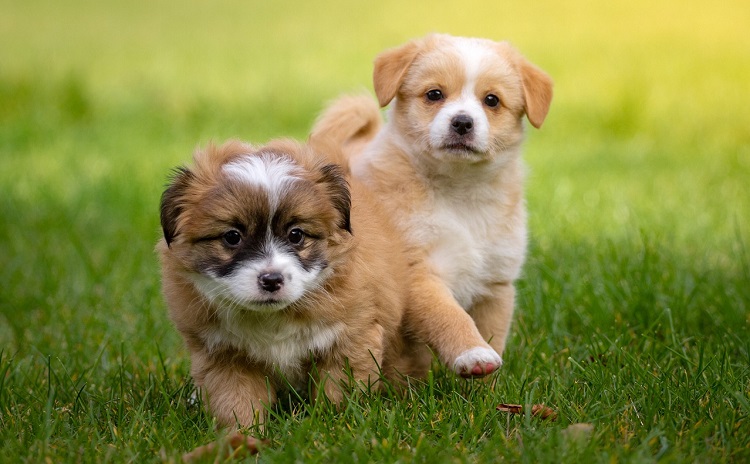 Pets Festival