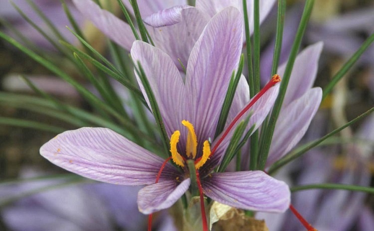Saffron Market Fair Italy