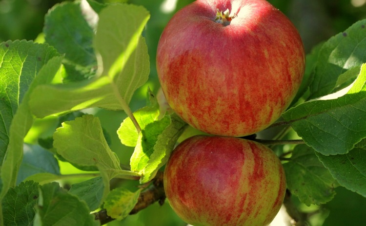 apple festival valle di maddaloni