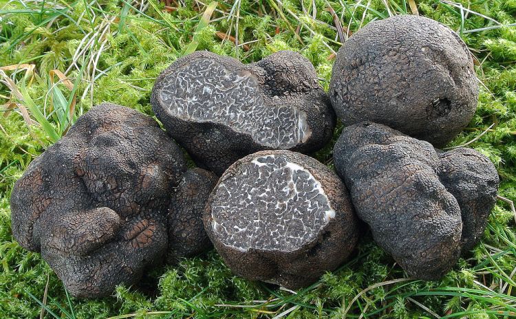 Chestnut and Black Truffle Festival