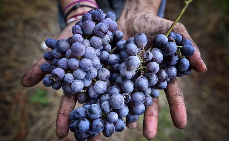 Wine Freisa Festival in Chieri, Turin Italy