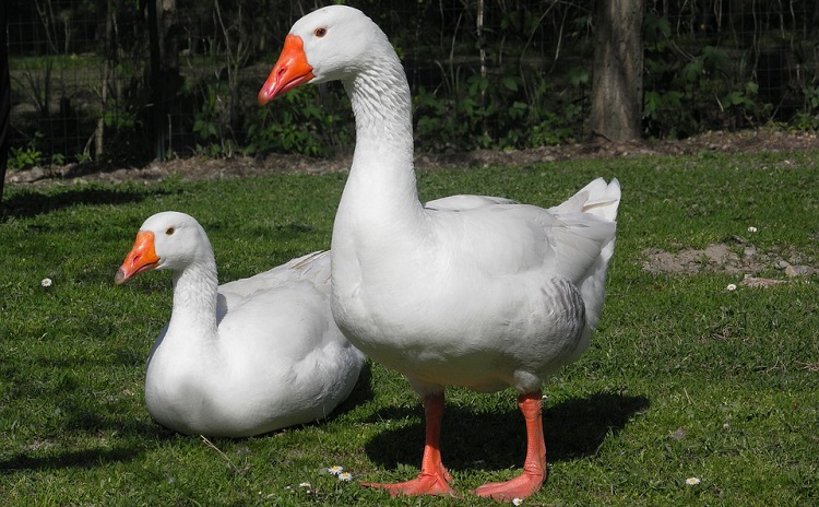 Goose Festival - Bettona Umbria Italy