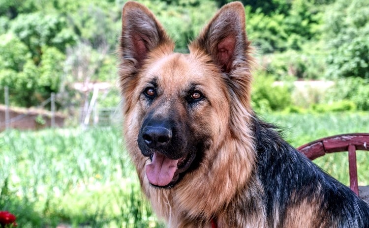 Festival dei cani