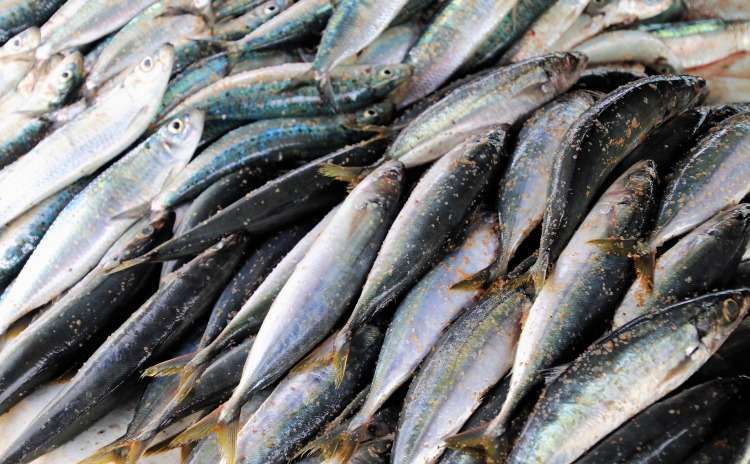 Festival del Pesce Azzurro - Marzamemi