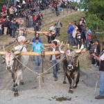 Festa del Maggio di Accettura