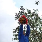 Festa del Maggio di Accettura