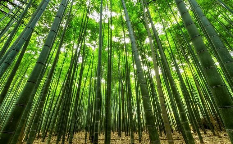 Bamboo - Orticolario 2022