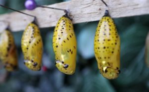 Butterfly House Rome Lazio Italy