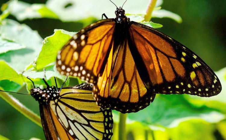 Butterfly House Rome Lazio Italy