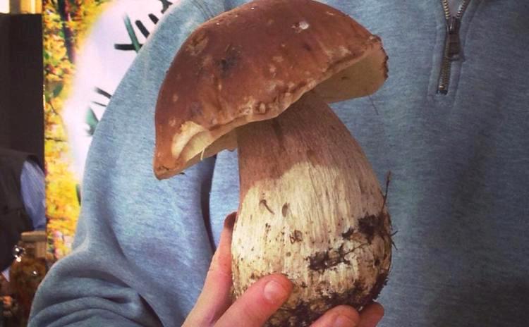 Borgotaro Mushroom Fair - Borgo Val di Taro - Emilia Romagna - Italy