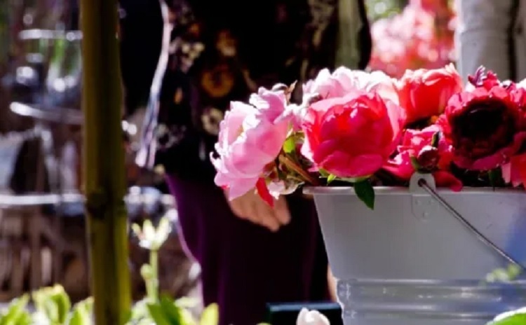 perugia flower show