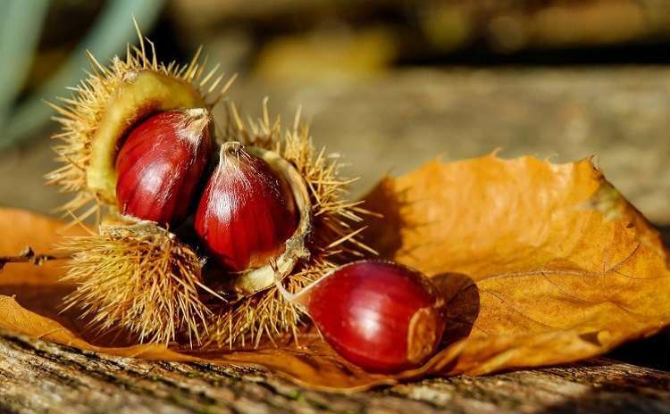 Sagra Castagne Marradi