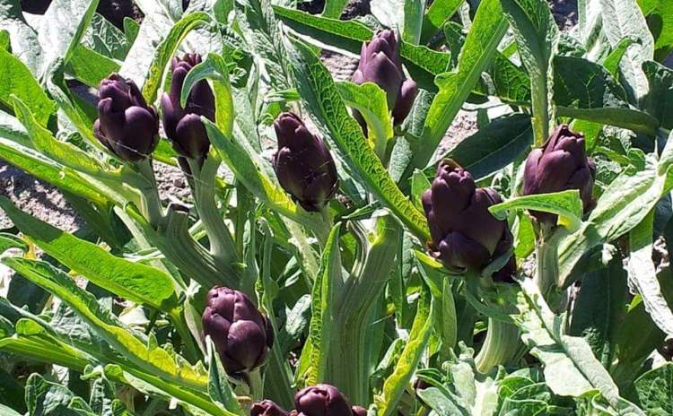 Sant’Erasmo Violet Artichoke Veneto