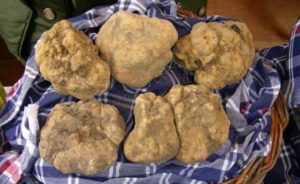 His Majesty the Truffle - Brisighella - Emilia Romagna - Italy