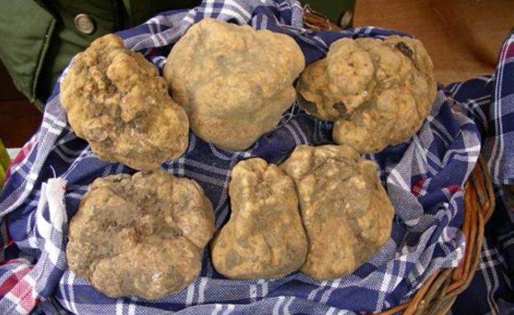 Sua Maestà il Tartufo - Brisighella