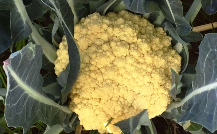 Broccolo di Torbole Trentino Alto Adige