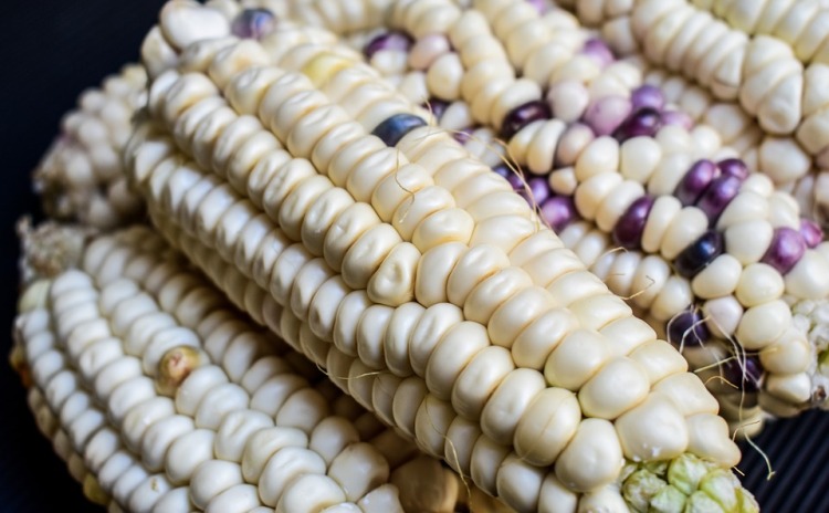 Mais dente di cavallo Friuli Venezia Giulia