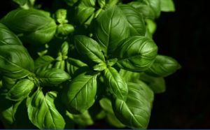 Genovese basil Liguria