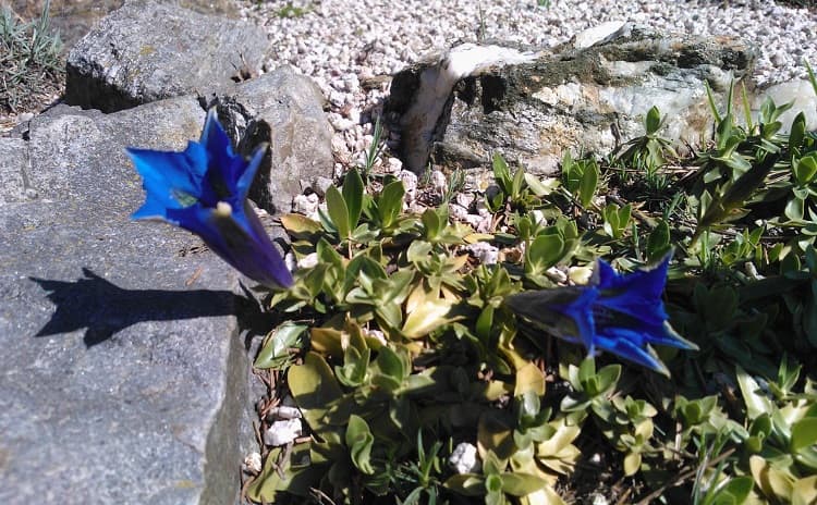 Giardino Botanico Alpinia - Piemonte