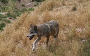 Parco Naturale Sirente-Velino - Abruzzo