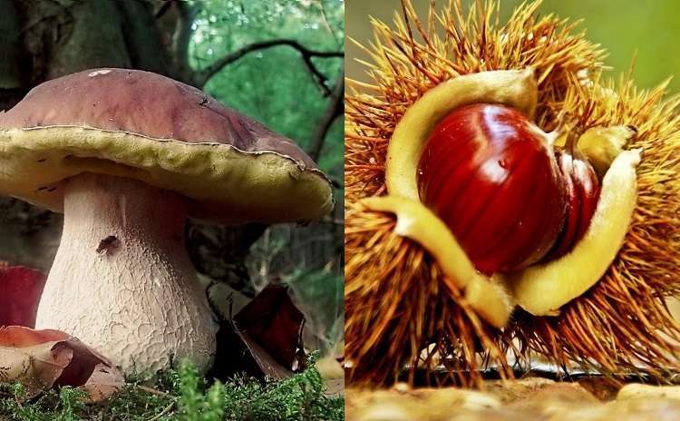 fairs, festivals and markets dedicated to mushrooms and chestnuts