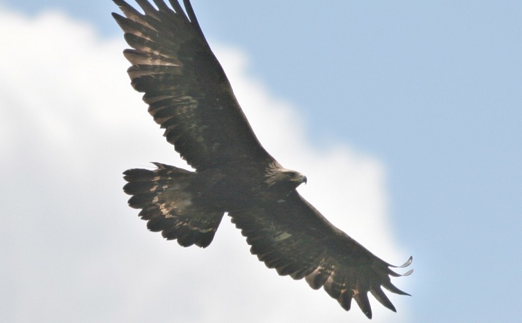 Birds of Prey Recovery Center - Friuli Venezia Giulia - Italy