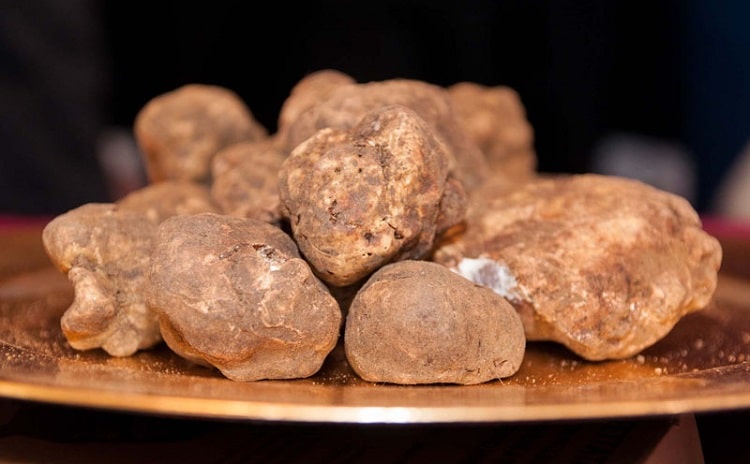 Fiere Tartufo in Toscana