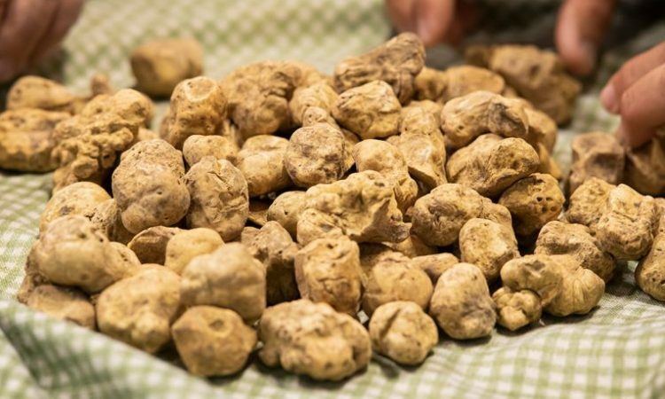 Alba International White Truffle Fair – Northern Italy