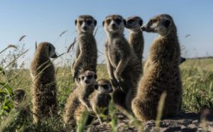 Okavango Sondrio Festival