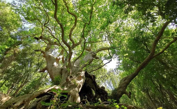 Millennial Plane Tree of Curinga - Calabria - Italy