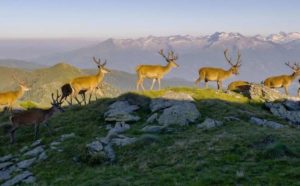 GPFF The Alps - Otmar Penker