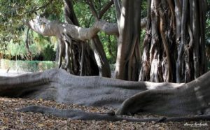 Botanical Garden of Palermo - Sicily - Italy