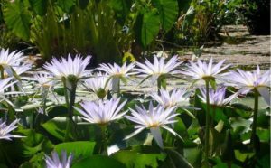 Botanical Garden of Palermo - Sicily - Italy