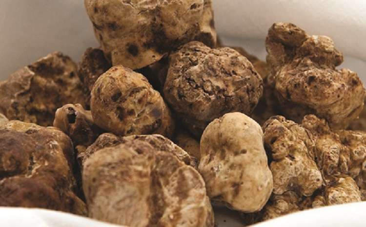 Truffle Fairs in Marche