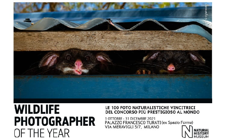 Wildlife Photographer 2021 Mostra Lombardia