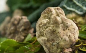 Mostra Tartufo Bianco - Città di Castello - Umbria