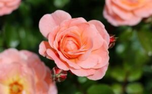 Ville, parchi, giardini da visitare in Italia