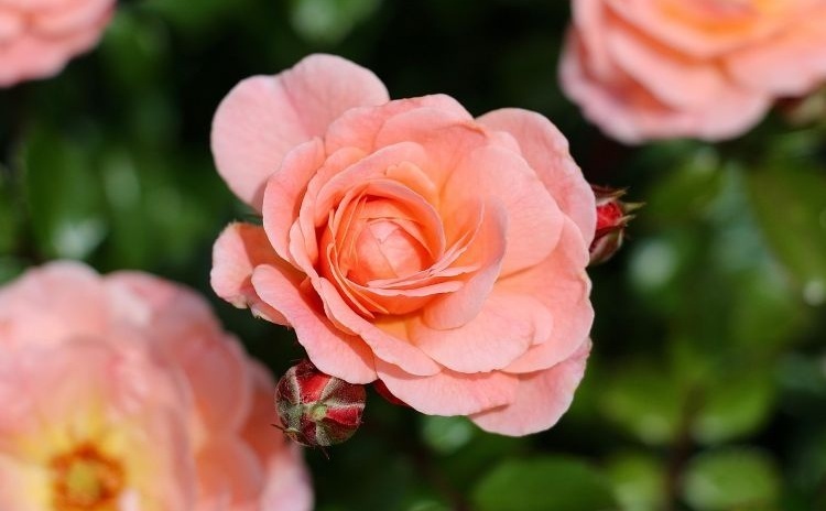 Villas, parks, and gardens to visit in Italy